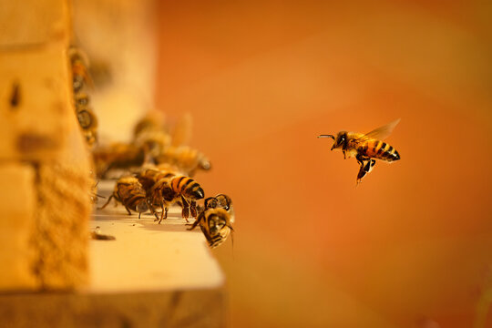 Beekeeping or apiculture, care of the bees, working hand on honey, apiary (also bee yard) with beehives and working beekeepers in australian outback, honey bee on the honeycomb or flying home
