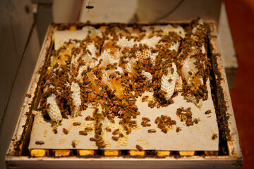 Beekeeping or apiculture, care of the bees, working hand on honey, apiary (also bee yard) with beehives and working beekeepers in australian outback, honey bee on the honeycomb or flying home