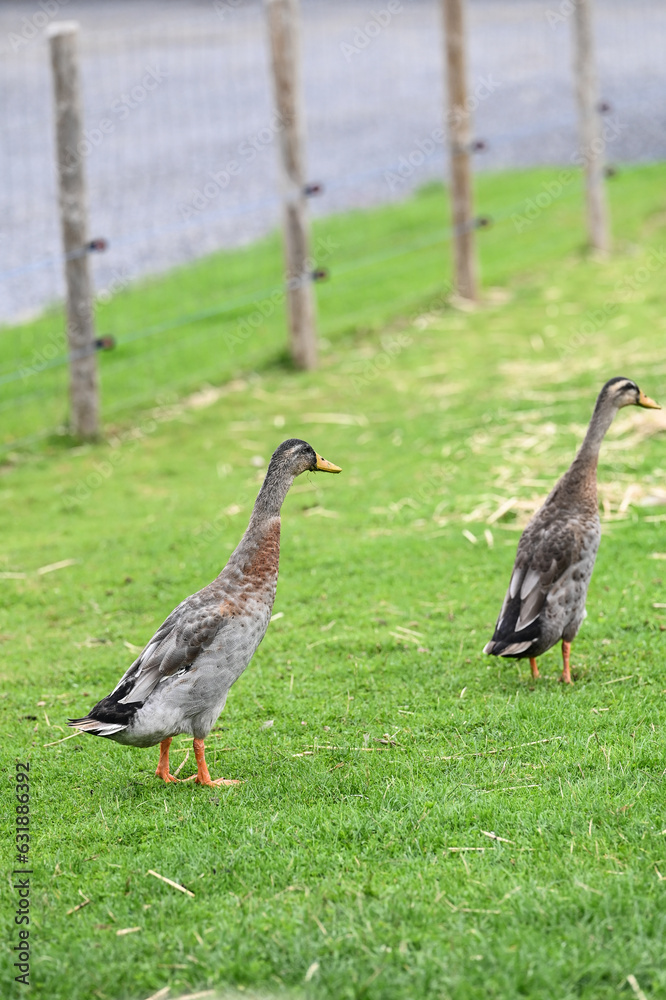 Sticker animaux canard