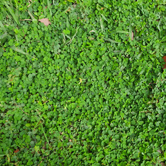 Green leaves in a tropical country during the summer season under the hot sun. 