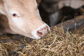 agriculture ferme betail vache veau taureau lait boeuf elevage bio Wallonie Belgique