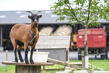 animal chevre ferme agriculture lait fromage