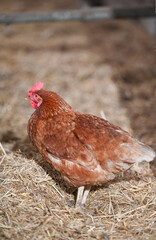 agriculture elevage poule poulet volaille poulailler nourriture environnement planète climat ferme liberté