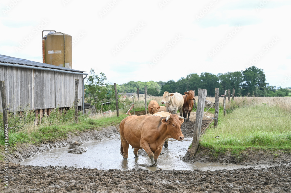 Wall mural agriculture ferme betail vache veau taureau lait boeuf elevage bio Wallonie Belgique climat pluie boue