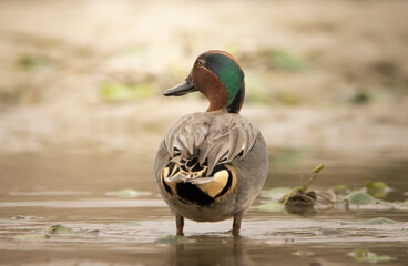 Common teal (Male) 