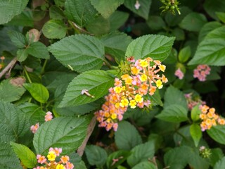 flowers in the garden