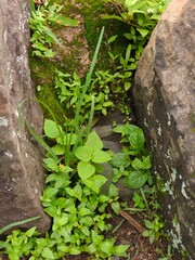 green moss on the stone