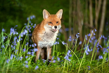 Close-up of a red fox amongst bluebells in spring