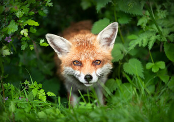 Close-up of a Red fox in green grass - Powered by Adobe
