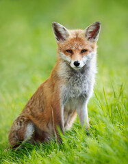 Naklejka na ściany i meble Close-up of a Red fox in a meadow