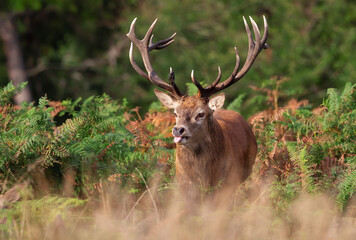Portrait of a red deer stag in autumn, UK.