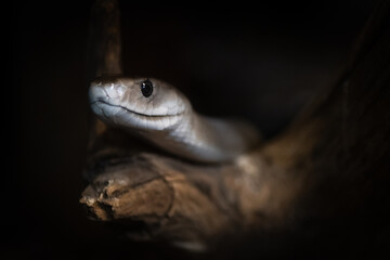 A black mamba (Dendroaspis polylepis) a species of highly venomous snake native to parts of sub-Saharan Africa.