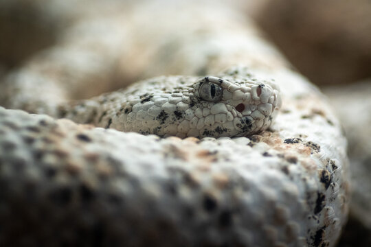 A southwestern speckled rattlesnake (Crotalus pyrrhus) also known as Mitchell's rattlesnake,  a venomous pit viper species.