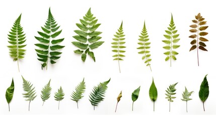 Many different pressed fern leaves isolated on white background, nature cut out, botanic, botanical herb or forest design element,