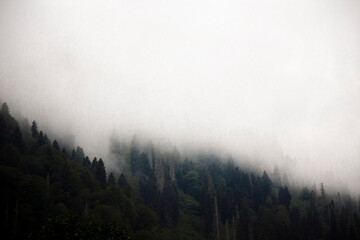 fog descending on mountains, foggy forest, pine forest and sky, scenic forest view