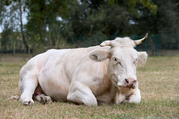 White cow lays on meadow