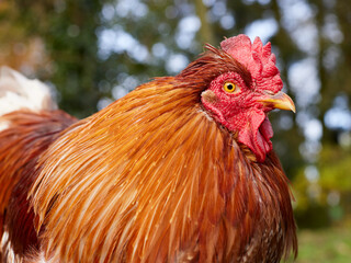 Close  up of a rooster