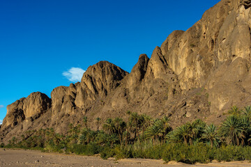North Africa. Morocco. Oasis of Fint. Palm groove