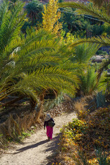 North Africa. Morocco. Fint Oasis. A poor peasant woman walking through the palm grove