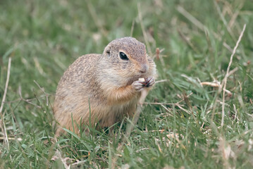European ground squirrel (Spermophilus citellus) eating seeds in a green meadow. European ground squirrel close-up portrait