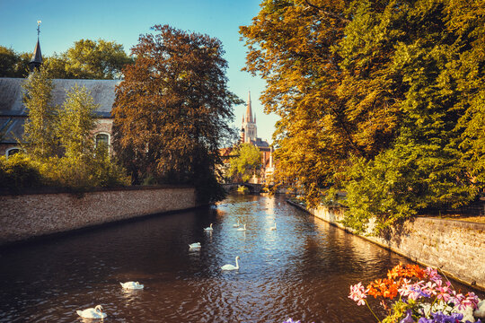 Br&uuml;gge Schw&auml;ne