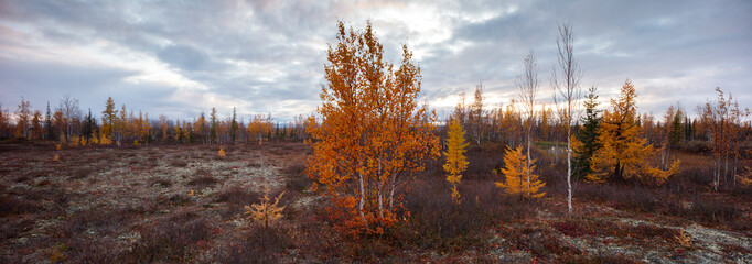 Autumn landscape panorama with forest tundra of northwestern Siberia - obrazy, fototapety, plakaty