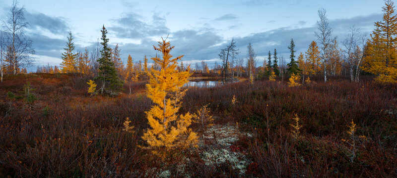 Autumn landscape panorama with forest tundra of northwestern Siberia