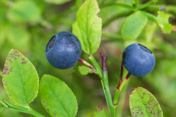 Blueberries in the forest on a summer day.Picking blueberries in the forest.