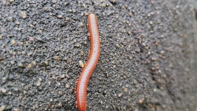 A wet trigoniulus corallinus or millipede crawling on the concrete wall