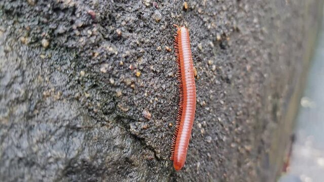 A wet trigoniulus corallinus or millipede crawling on the concrete wall