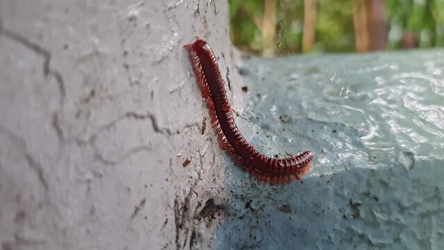 A wet trigoniulus corallinus or millipede crawling on the concrete wall