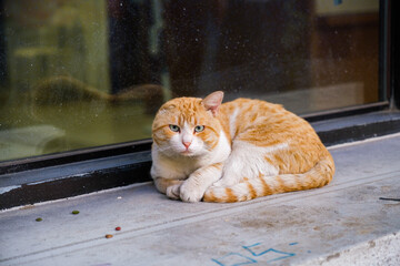 A yellow street cat missing one ear is sitting in front of a store window in thessaloniki greece.