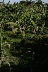 Green palm trees in sunlight