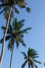 Obraz na płótnie Canvas Tall tropical palm trees against the blue sky view from below. The concept of rest and travel