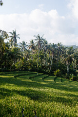 Green rice terraces of the island of Bali