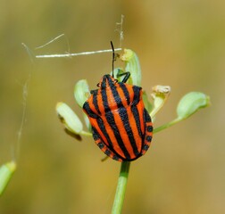 Graphosoma lineatum is a species of heteropterous hemipterous insect in the Pentatomidae family. 