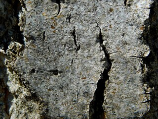 textures on a tree