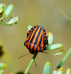 Graphosoma lineatum is a species of heteropterous hemipterous insect in the Pentatomidae family. 