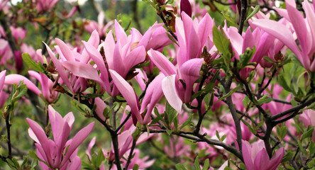 Obraz premium Magnolia blooms in the garden in spring