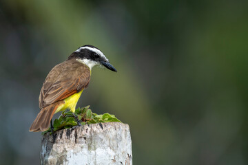 Great Kiskadee  (Pitangus sulphuratus) perching in the tropical rainforest - stock photo