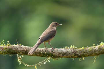 Clay-colored Thrush (Turdus grayi) Costa Rica - stock photo
