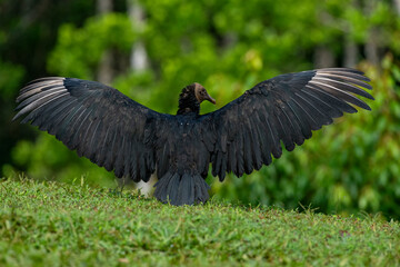 Black Vulture (Coragyps atratus) drying their wings - stock photo