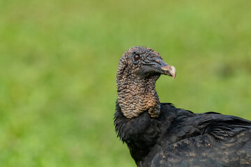 Black Vulture (Coragyps atratus) portrait head - stock photo