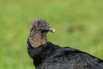 Black Vulture (Coragyps atratus) portrait head - stock photo