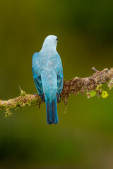 Sayaca tanager (Thraupis sayaca) in the rainforest of Costa Rica, perched on a branch, Central America - stock photo
