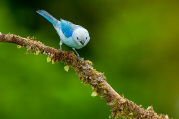 Sayaca tanager (Thraupis sayaca) in the rainforest of Costa Rica, perched on a branch - stock photo