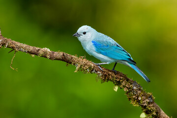 Naklejka premium Sayaca tanager (Thraupis sayaca) in the rainforest of Costa Rica, perched on a branch - stock photo