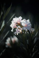Kwiat Oleander pospolity (Nerium oleander), grecka wyspa Eubea