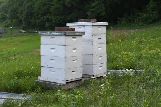 Honey bee colonies, a pair of bee hives sitting on a stand in a pasture