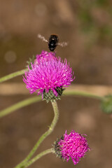 Busy bumble bee is visiting a flower.